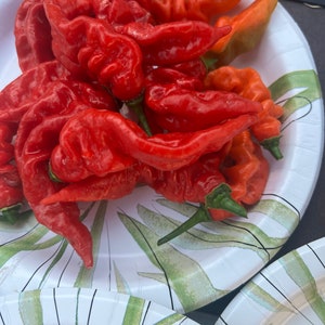 May include: A white paper plate with a green and black leaf design holds a pile of red and orange chili peppers.