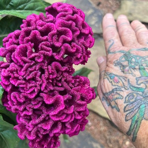 Burgundy Celosia Seeds: erfstuk met gigantische bloemen, bijen- en vlindermagneet