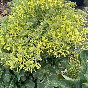 Broccoli Bravado seeds 35