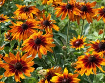 Rudbeckia campfire flower seeds 25