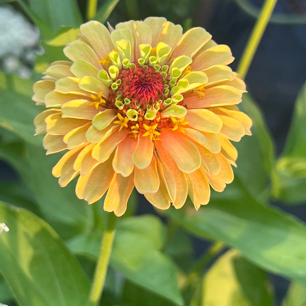 Zinnia Queen Lemon Peach seed 35