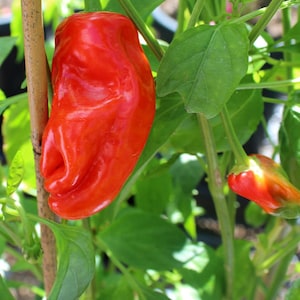 Pepper Padran Pepper seeds 10