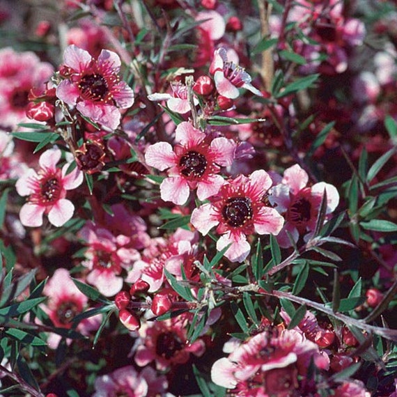Tea Tree New Zealand Seeds 5 - Etsy Canada