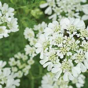 May include: Close-up of white coriander flowers in bloom. The flowers are clustered together in a delicate, feathery arrangement.