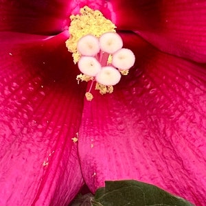 Hibiscus white Water water hearty, perennial, seed 10