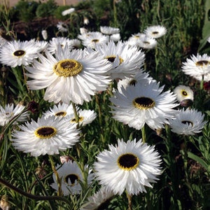 Outsidepride Helipterum Rose Paper Daisy Everlasting Flowers Great for  Dried Floral Arrangements - 1000 Seeds