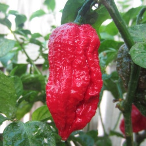 Pepper  Barrackpore   7 pod Hot Pepper seed 10