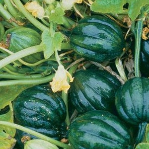 Semillas de calabaza bellota Squash Table Queen 25