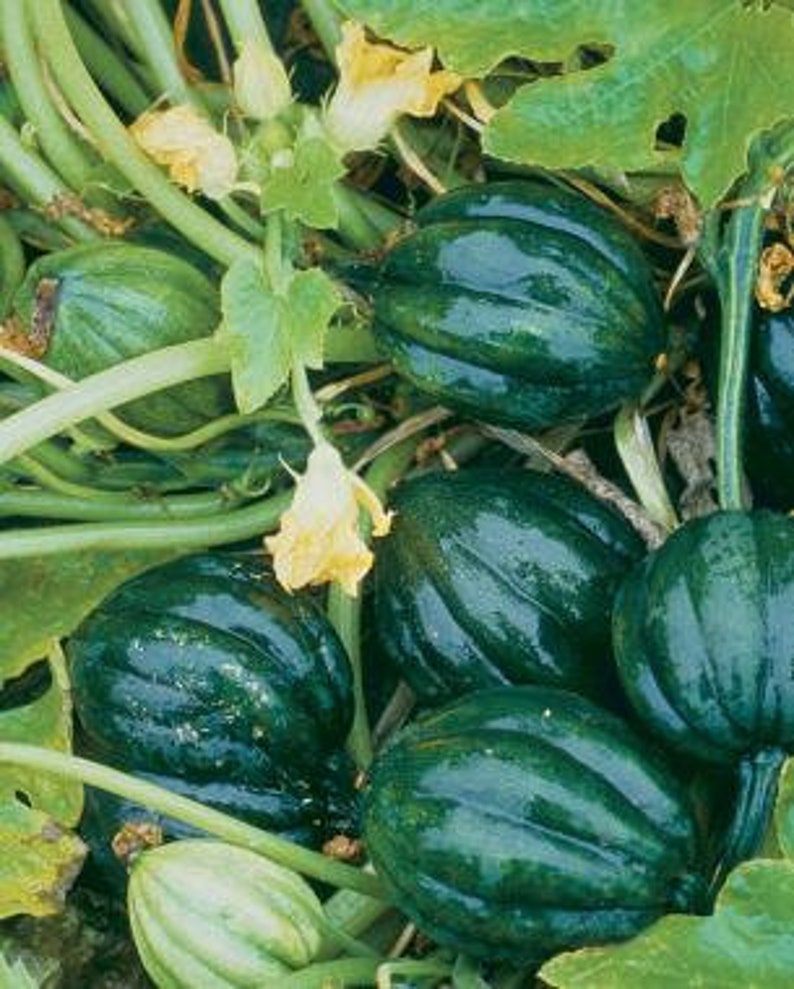 Squash Table Queen Acorn Squash Seeds 25 Etsy Australia