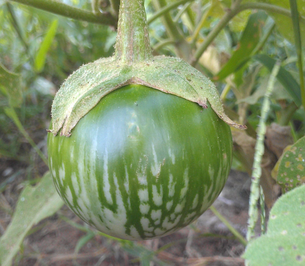 Scarlet Eggplant 