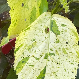 Copperleaf  Kona Gold seeds 20