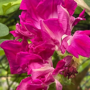 May include: A cluster of pink morning glory flowers with white stripes on the petals. The flowers are in full bloom and have a delicate, ruffled appearance.