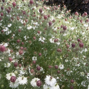 Nigella Black pod flower seed 50