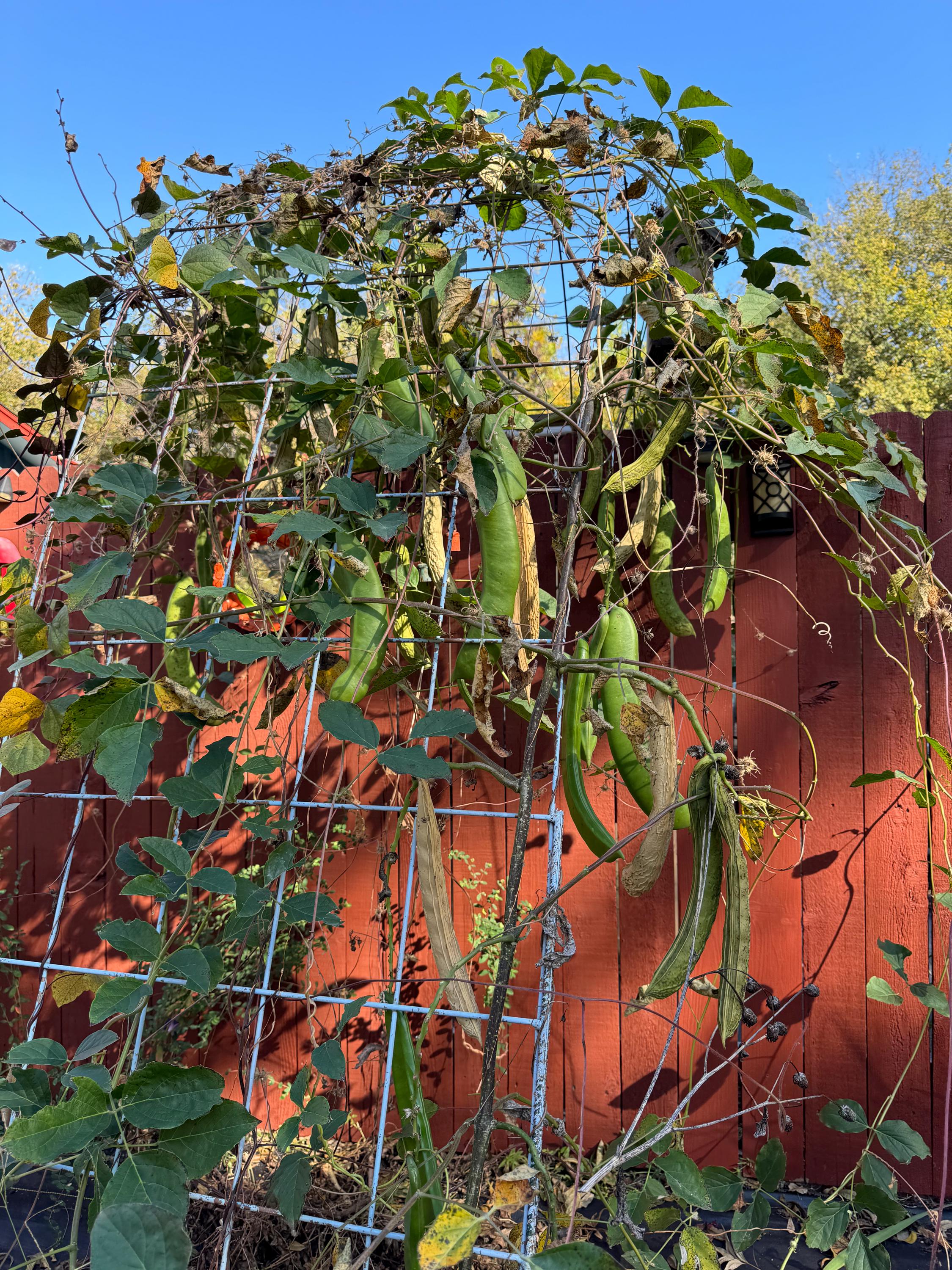 Bean Sword (canavlia Gladiata ) Jack and the Beanstalk Seeds