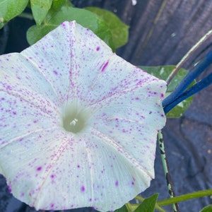 Morning glory Mura kumo heirloom flower seeds 10