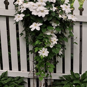 Clematis Beautiful bride seeds 15