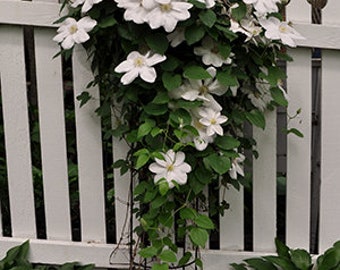 Clematis Beautiful bride seeds 15