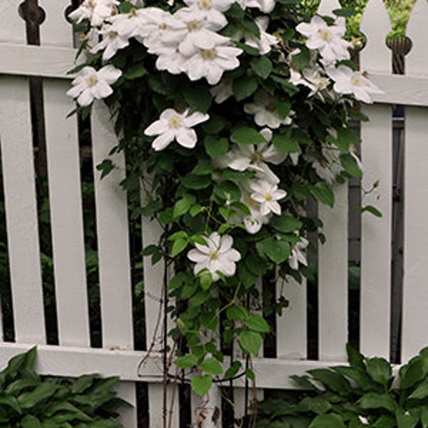 Clematis Beautiful bride seeds 15