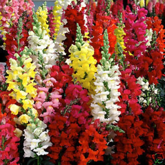 Snapdragon Liberty Classic Mix Seeds 20 Etsy