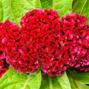 Celosia Cockscomb Red   Flower seeds 35