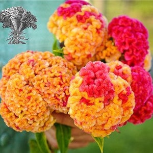 Celosia Cockscomb variegated heirloom  seeds 50