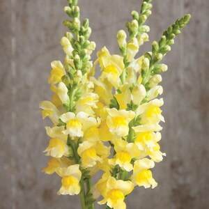 Puede incluir: Un ramo de flores de boca de drag&oacute;n amarillas con tallos verdes. Las flores est&aacute;n en flor y tienen un aspecto delicado y rizado.