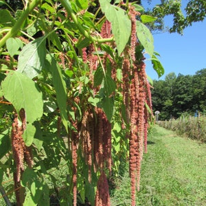 Amaranth Coral Fountain Seeds 100 cascading Pink Heirloom Flowers Cut Flower Garden