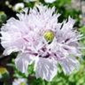 May include: A single, pale lavender poppy flower with a yellow center and ruffled petals. The flower is in full bloom and has a delicate, ethereal appearance.