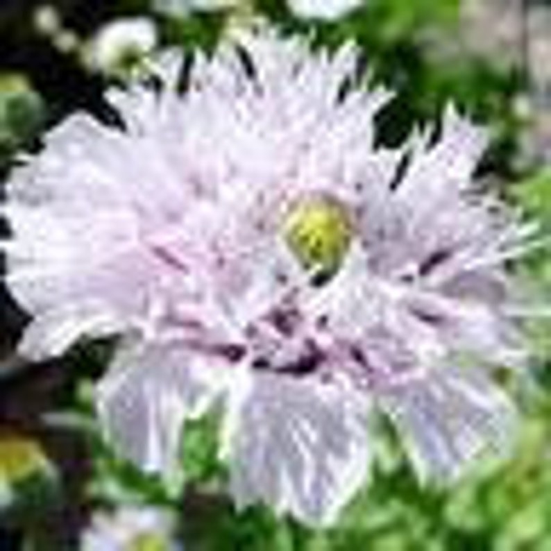 May include: A single, pale lavender poppy flower with a yellow center and ruffled petals. The flower is in full bloom and has a delicate, ethereal appearance.