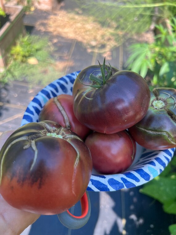 Semillas De Tomate Purple Dog Creek – Reliquia, No Transgénicas, Súper Sabrosas Y Fáciles De Cultivar