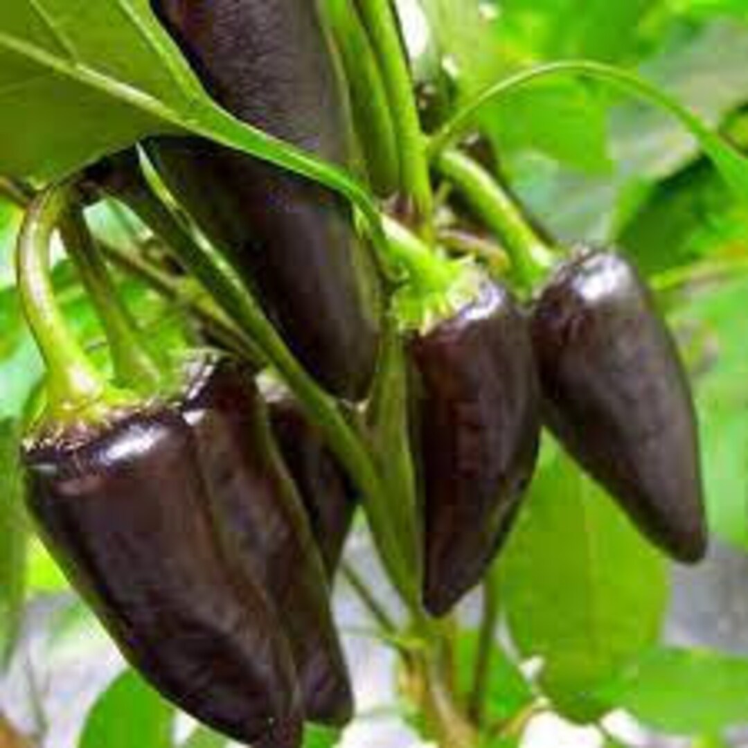 Pepper Purple Jalapeo Seed 10 - Etsy