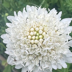 May include: A white flower with a round, fluffy center and many small, white petals.