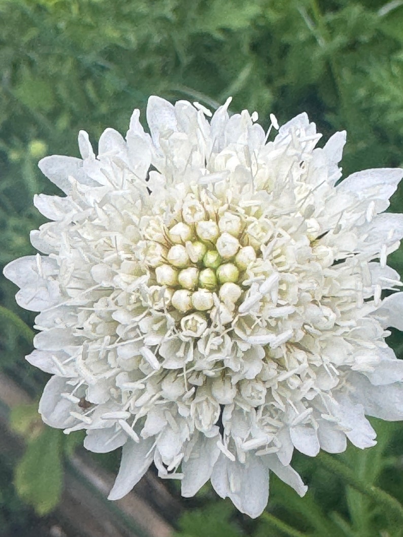 May include: A white flower with a round, fluffy center and many small, white petals.