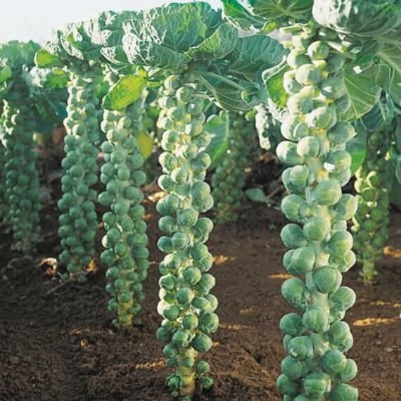 Brussels Sprouts Long Island Heirloom Seeds 60 Etsy