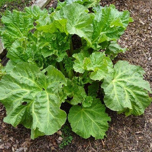 Rhubarb Garden Glaskins Perpetual  organic seed 15