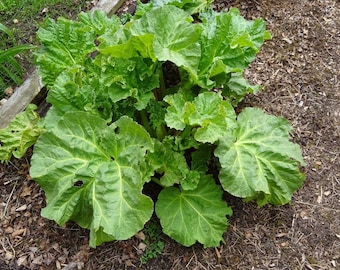 Rhubarb Garden Glaskins Perpetual  organic seed 15