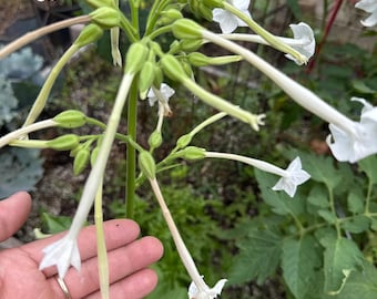 Puede incluir: Una planta con flores que presenta un tallo central verde y alto con múltiples racimos de flores blancas, largas, delgadas y tubulares, junto con pequeños capullos de color verde claro que se extienden radialmente.