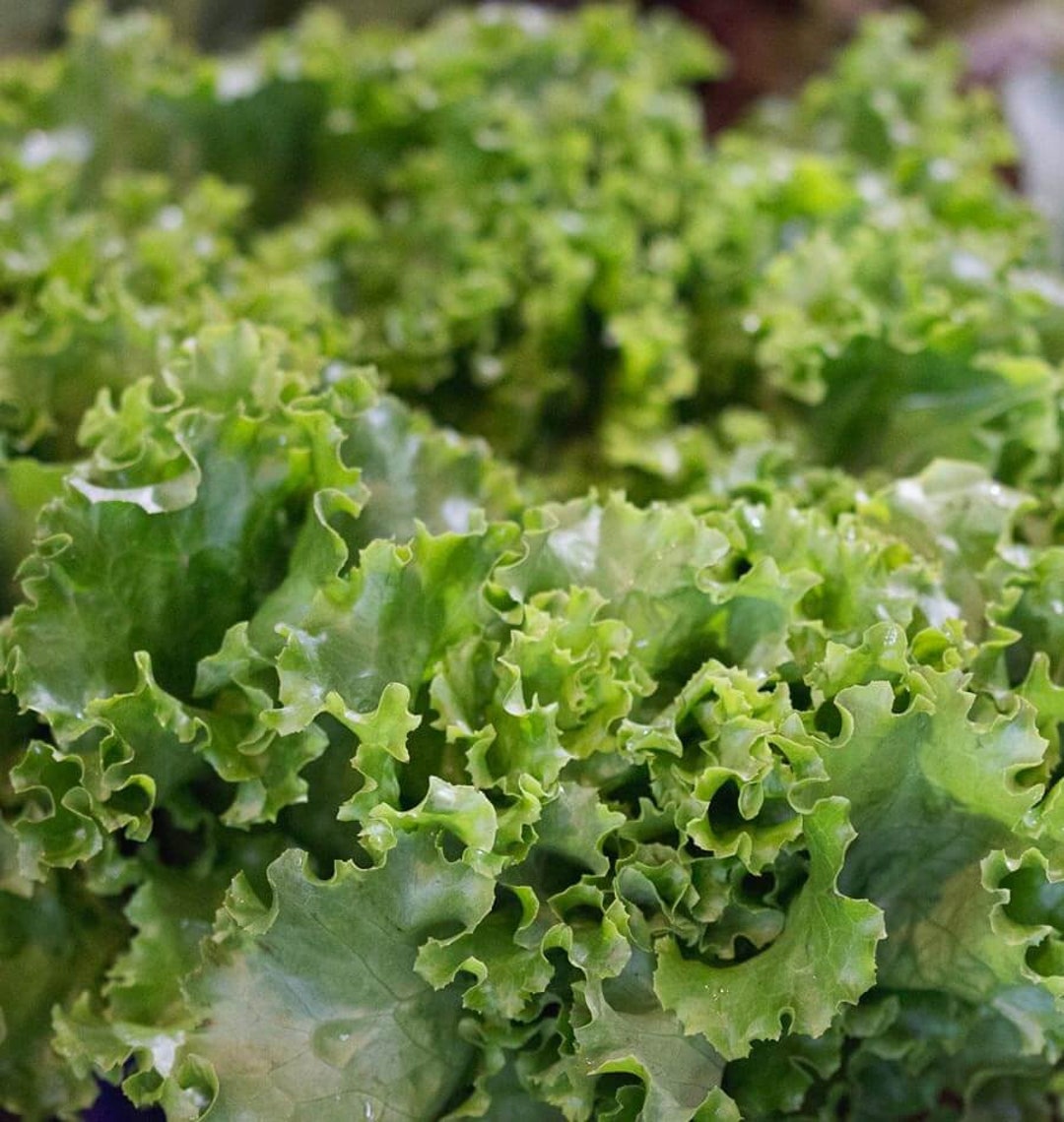 ★レタス ウィンレー レタス ｜ 品種カタログ ｜ タキイの野菜【タキイ種苗】