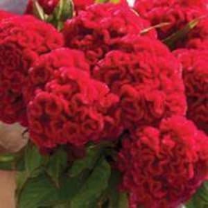 Celosia  chief Carmine flower seed 25