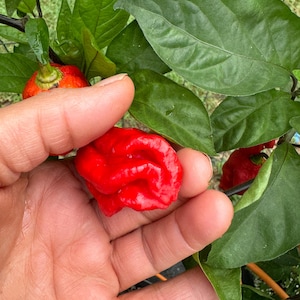 May include: A close-up of a red, wrinkled chili pepper held in a hand. The pepper is a variety of chili pepper known for its intense heat.