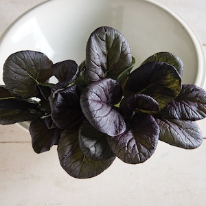 Asian greens Red Cloud vegetable Seed 100
