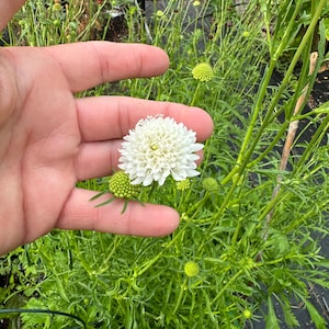 May include: A single white flower with a round, fluffy shape, surrounded by green buds and leaves. The flower is held in a hand for scale.