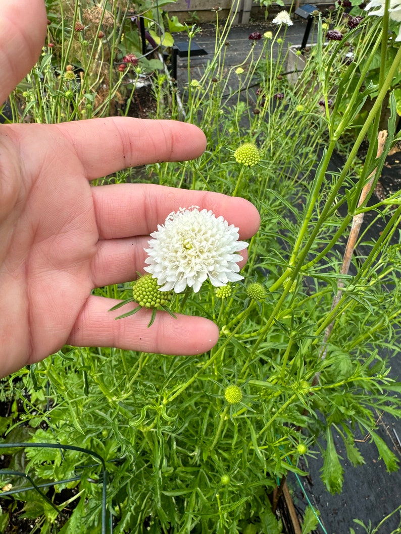 May include: A single white flower with a round, fluffy shape, surrounded by green buds and leaves. The flower is held in a hand for scale.