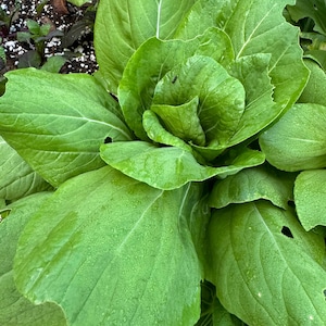 Chop Pac Mei Qing Choi  seeds 50