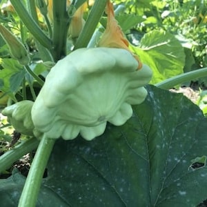Squash Pattypan Kürbis Samen 20
