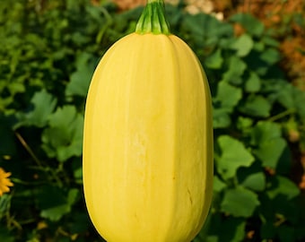 Spaghetti Squash seeds 50