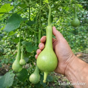 Dipper Gourd Heirloom Seeds 10