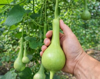 Dipper Gourd Heirloom Seeds 10
