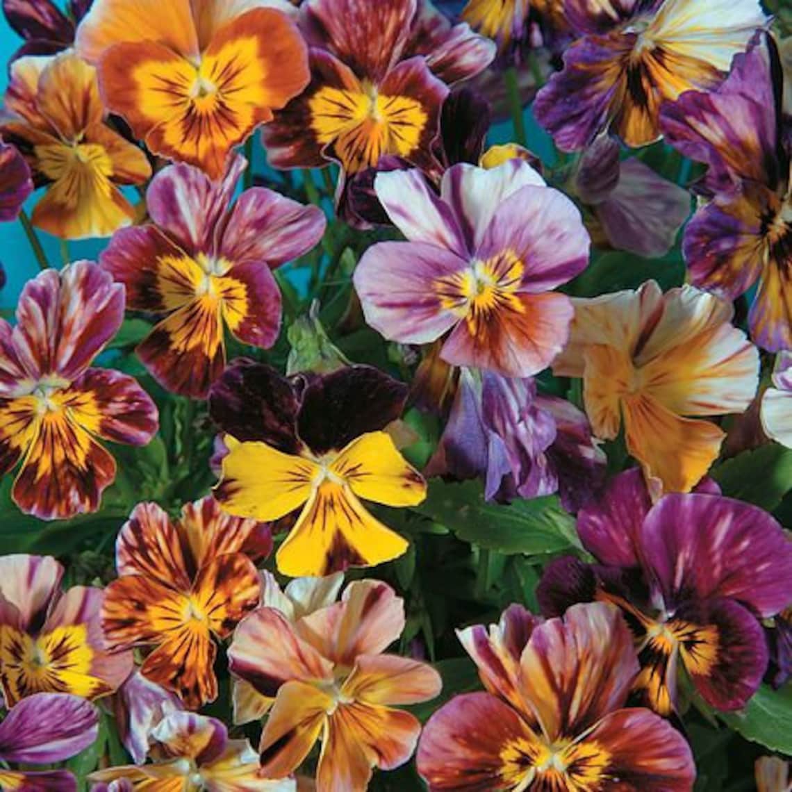 Pansy Brush Stroke Viola Heirloom Seeds 25 Etsy
