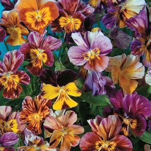 Pansy Brush stroke viola Heirloom seeds 25